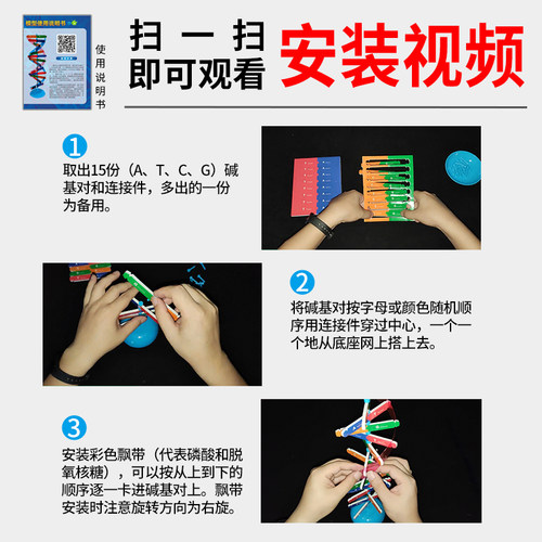 DNA分子双螺旋结构模型 初高中生物ACTG碱基对遗传基因 小学生手工DIY小制作 小学科学生命科学教学仪器器材 - 图2