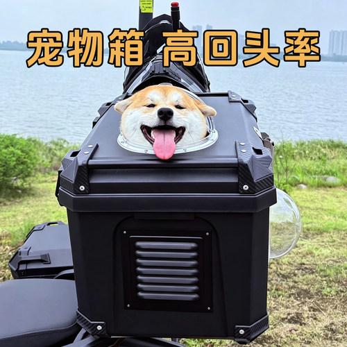 暹罗猫蓝猫英短美短加菲猫橘猫田园猫土猫布偶狸花猫电动车后备箱 - 图1