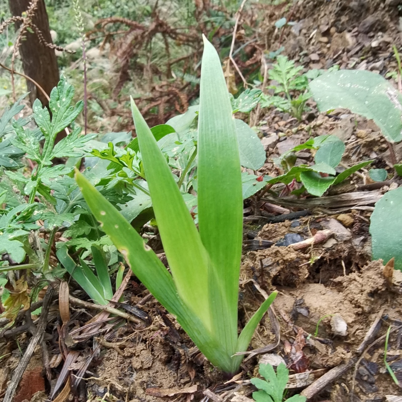 扁竹兰鸢尾花苗种球射干扁竹根豆豉叶根蝴蝶花护坡用绿植开白花 - 图2