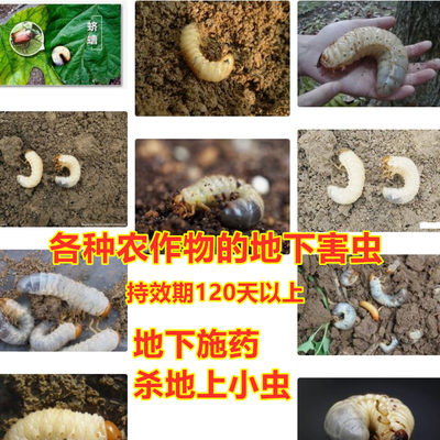 椰心甲虫树心虫椰心叶甲蛴螬杀虫剂蔬菜果树地下害虫农药槟榔药 虎窝淘