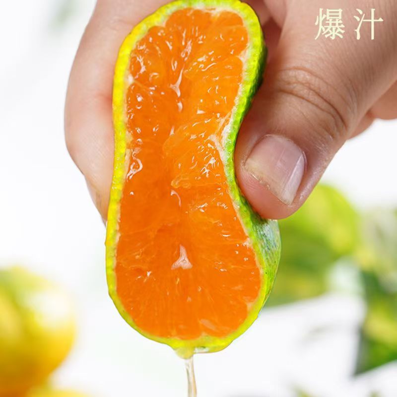 果园现摘湖北蜜桔新鲜橘子薄皮维生素水果柑橘早熟桔子酸甜口感