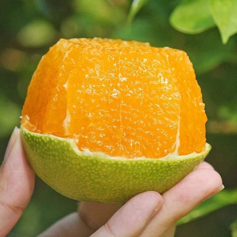 正宗广西皇帝柑贡柑橘子清甜多汁新鲜当季水果5斤整箱包邮,淘宝优惠券,粉丝福利购,淘宝优惠卷