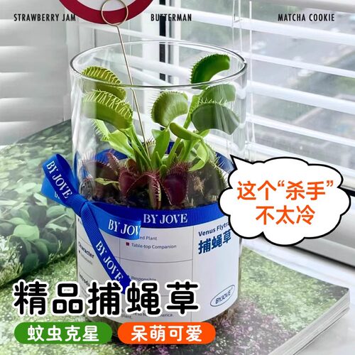 超大捕蝇草盆栽猪笼草耐寒绿植物食虫草食人花卉好养活室内驱蚊 - 图2