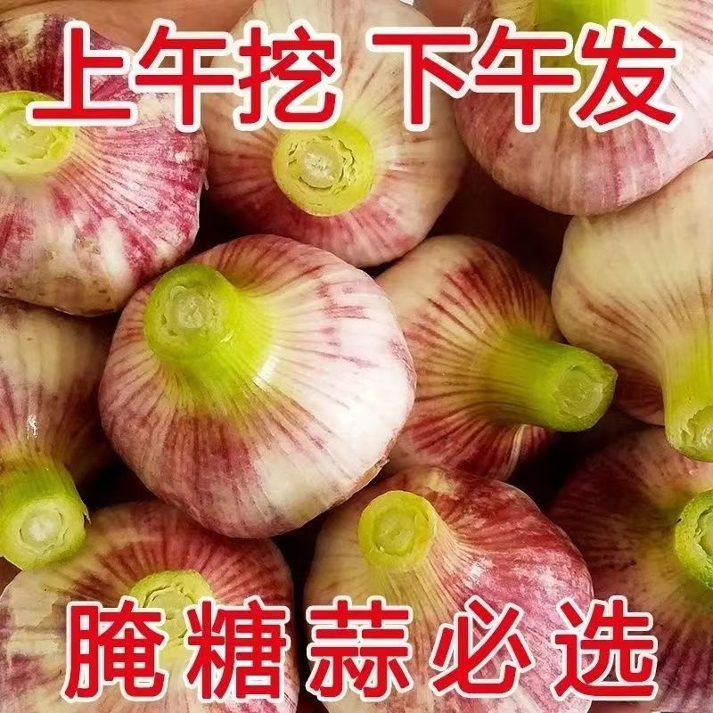 特价现挖2024年云南鲜蒜新鲜红皮紫皮大蒜头腌制糖蒜精选泡蒜瓣蒜 - 图2