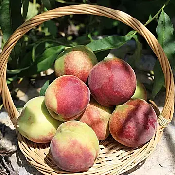 山东当季青州蜜桃5斤装[1元优惠券]-寻折猪