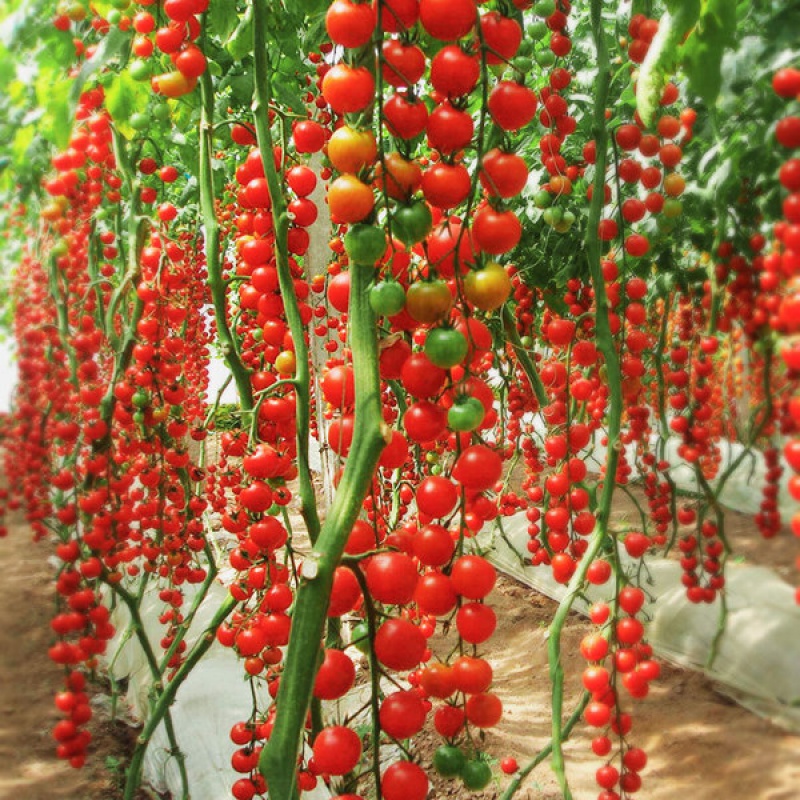 蔬菜种子四季播种阳台农家盆栽香菜番茄生菜韭菜小葱草莓籽孑大全 - 图0