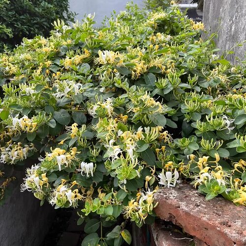 金银花树苗盆栽鸳鸯忍冬藤室内浓香花卉阳台庭院四季爬藤植物易活 - 图2