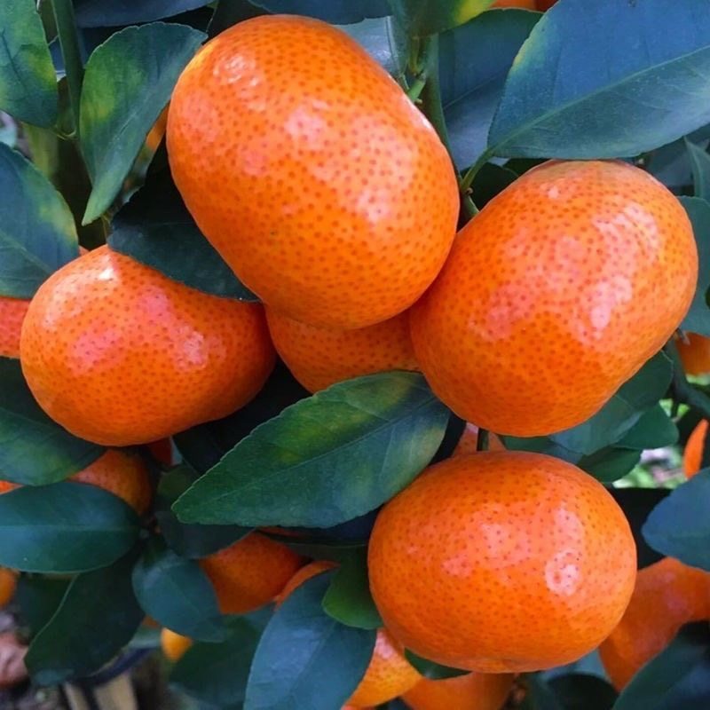 广西特产砂糖橘无籽沙糖桔甜橘子桔子蜜桔新鲜水果直供一整箱批发,淘宝优惠券,粉丝福利购,淘宝优惠卷