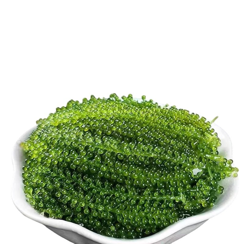 海葡萄儿童即食海葡萄鲜嫩既食新鲜盐渍鱼子酱零食新鲜孩搭裙带菜,淘宝优惠券,粉丝福利购,淘宝优惠卷