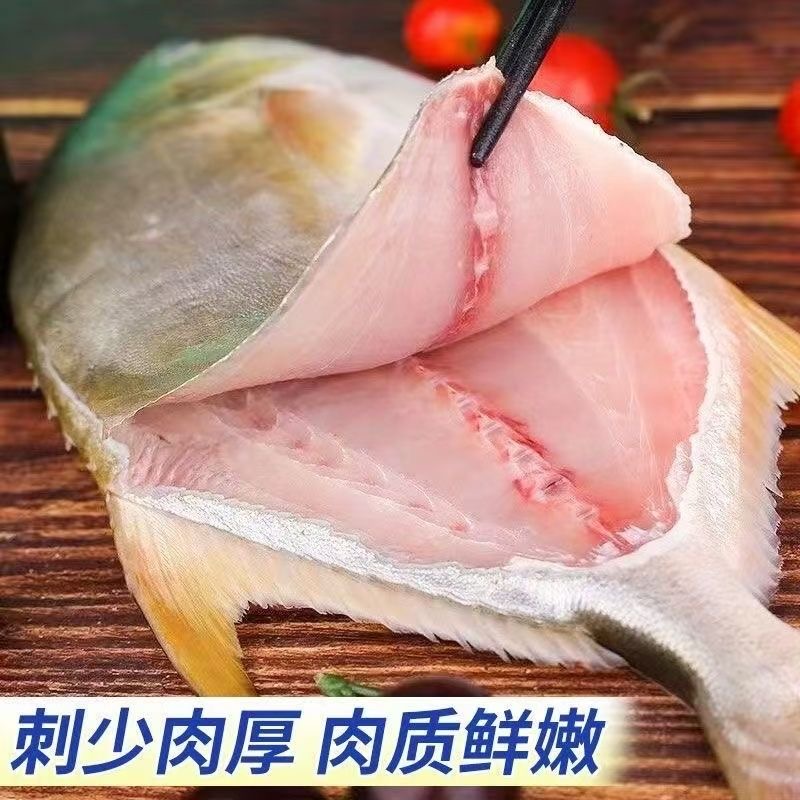 顺丰包邮国捕金鲳鱼特大金昌鱼平鱼海昌白鲳鱼海鲜水产 - 图1