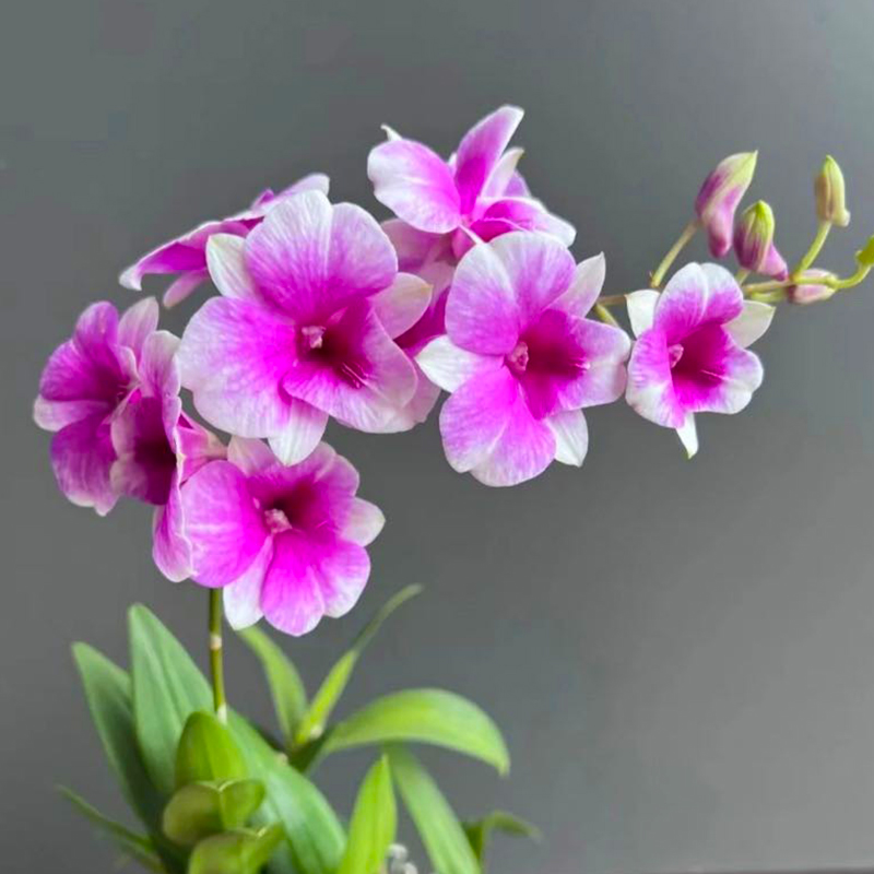 带花苞红泼墨石斛兰花苗室内水培苔藓球好养花卉绿植桌面盆栽客厅 - 图1