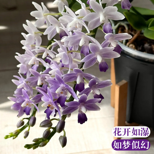 精品蓝星蝴蝶兰花苗带花苞室内绿植物小盆栽名贵花卉四季好养耐阴 - 图0