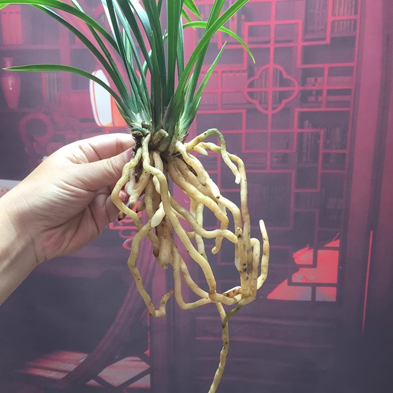 名贵兰花苗 细叶寒兰高档室内好养浓香冬带花苞桌面盆栽绿植花卉 - 图2