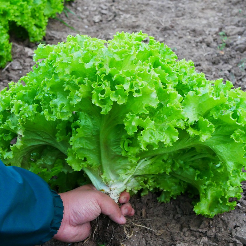 蔬菜紫生菜紫包菜种籽大速生菜种子均可四季种植黑皮早熟野生特大-图1