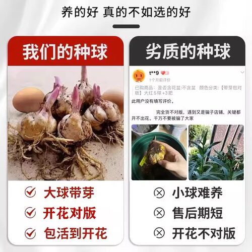 百合花种球香水百合四季开花好养活花卉植物室内外花苗盆栽花种子 - 图1