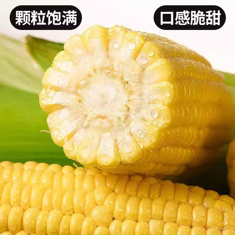 云南新鲜水果甜玉米现摘黄金玉米玉米可榨汁即食带皮香甜