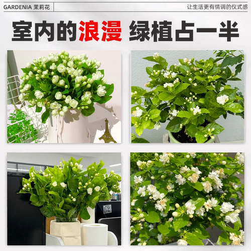 茉莉花盆栽阳台花卉带花苞老桩树苗驱蚊水培栀子花卉绿植室内好养 - 图3
