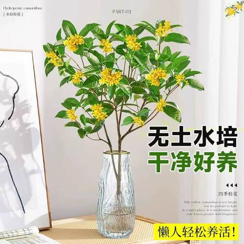 水培四季桂花树苗带花苞盆栽客厅室内植物阳台花卉办公室桌面绿植 - 图0