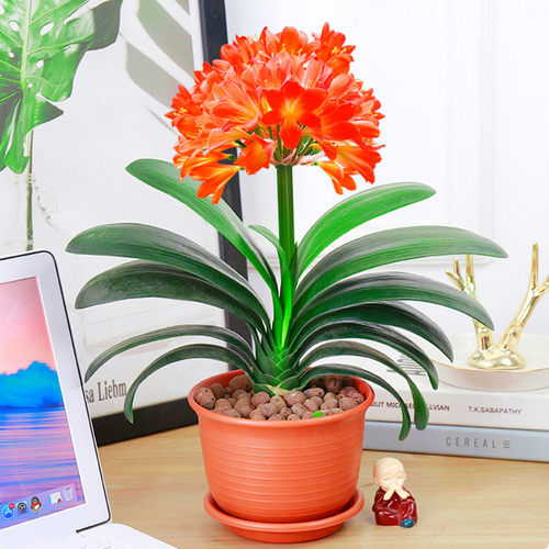 四季君子兰盆栽大苗花卉植物室内绿植耐寒好养活水培客厅开花 - 图1