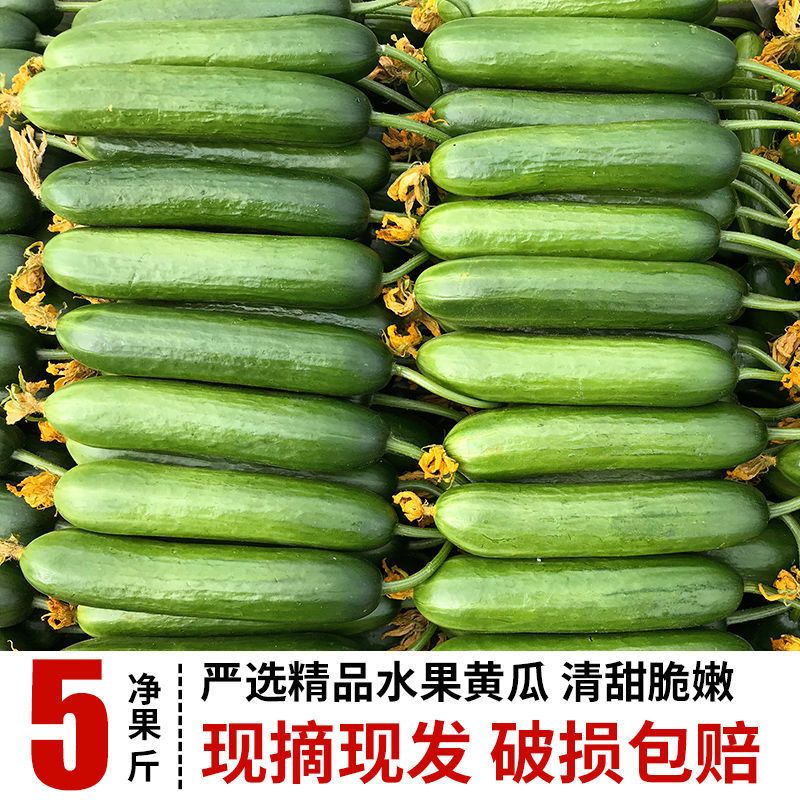 水果黄瓜生吃脆新鲜5斤青瓜荷兰当季无刺小黄瓜现摘蔬菜包邮山东3 - 图2