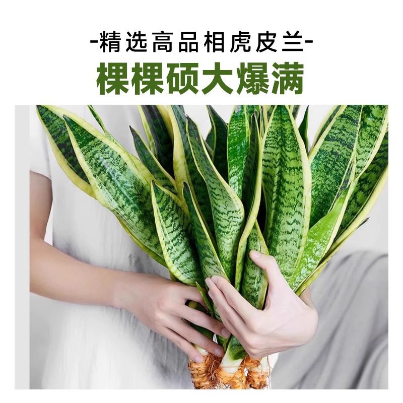 虎皮兰绿植室内好养多肉植物金边虎尾兰花卉客厅水培懒人盆栽含盆