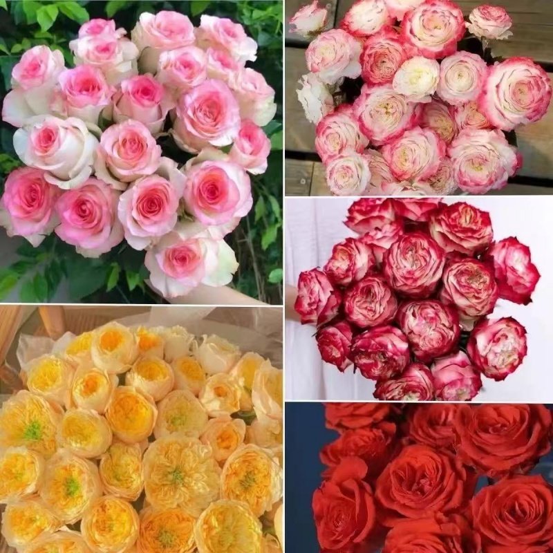 正宗玫瑰花苗老桩开花月季花卉四季阳台老根盆栽庭院耐寒多色,淘宝优惠券,粉丝福利购,淘宝优惠卷