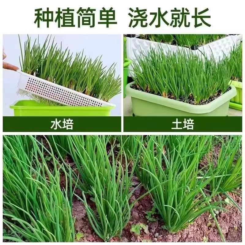 【突然降价】四川小香葱带芽种植款红头葱火葱四季葱香葱根苗盆栽 - 图0