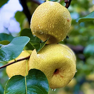 正宗砀山酥梨净重4.5斤[1元优惠券]-寻折猪