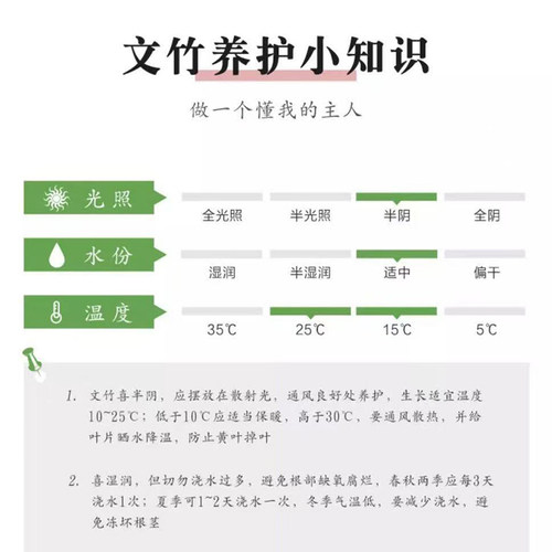 文竹盆栽室内绿植植物大型盆景净化空气四季常青花卉苗好养客厅 - 图2