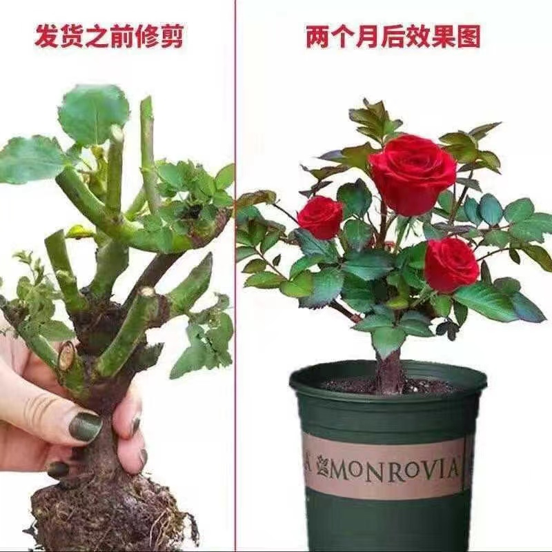 玫瑰花苗老桩月季特大植物盆栽阳台四季开花卉好养易活观赏基地-图1