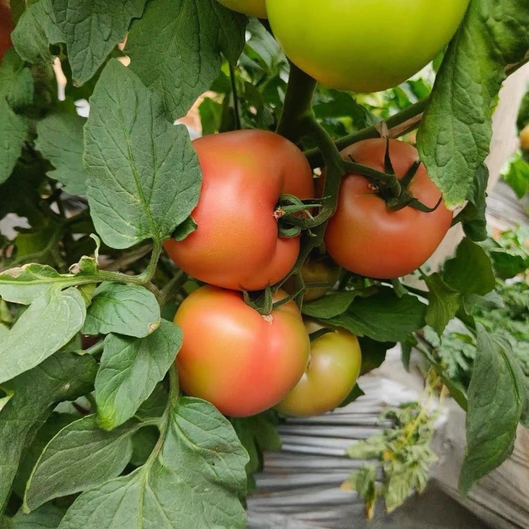 【顺丰包邮】正宗自然熟沙瓤西红柿新鲜生吃水果番茄当季新鲜蔬菜,淘宝优惠券,粉丝福利购,淘宝优惠卷