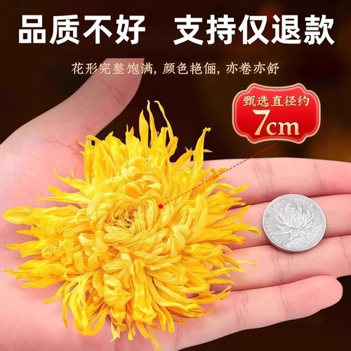 菊花茶官方旗舰店金丝皇菊一朵一杯特级大菊花去火枸杞独立小包装 - 图0