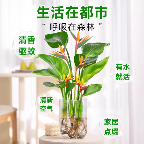 水培天堂鸟盆栽桌面四季常青植物室内水养耐阴客厅驱蚊开花摆放 - 图0