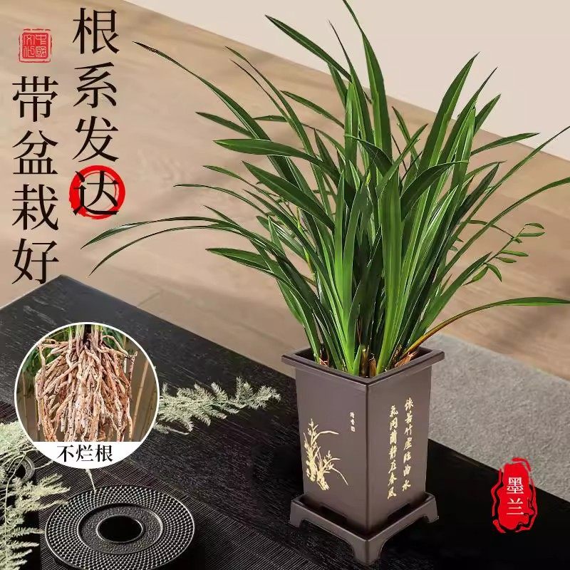 带盆栽好名贵兰花苗带花芽精品墨兰室内好养浓香年宵花卉绿植盆栽,淘宝优惠券,粉丝福利购,淘宝优惠卷