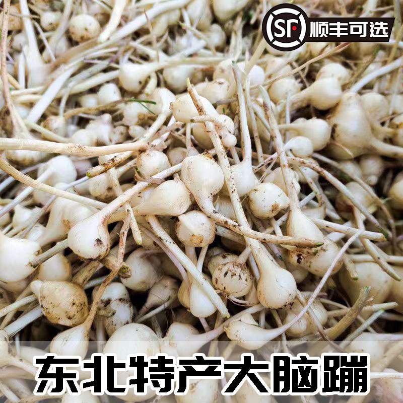 25年新货现挖小根蒜大脑瓜野生新鲜大脑蹦浸没菜山野蒜葱顺丰叶菜 - 图0