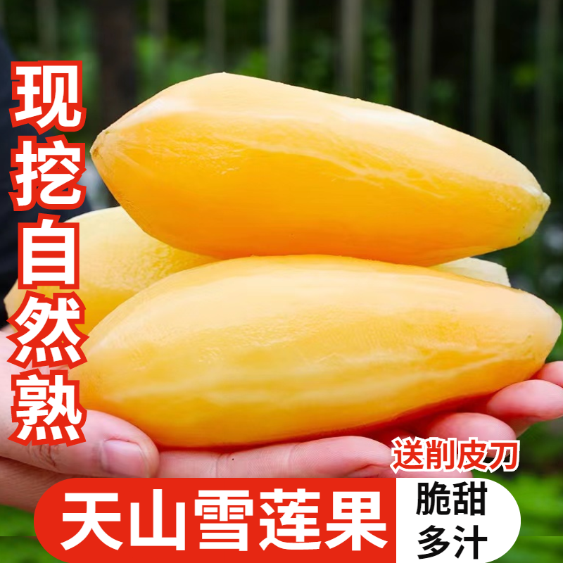 云南天山雪莲果新鲜水果当季高山红泥黄心脆甜雪连果清甜多汁水果,淘宝优惠券,粉丝福利购,淘宝优惠卷