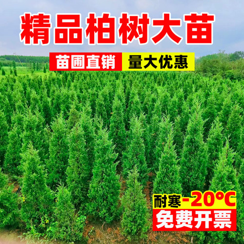 松柏树苗塔柏侧柏龙柏庭院行道风景大树园林工程绿化乔木四季常青 - 图0