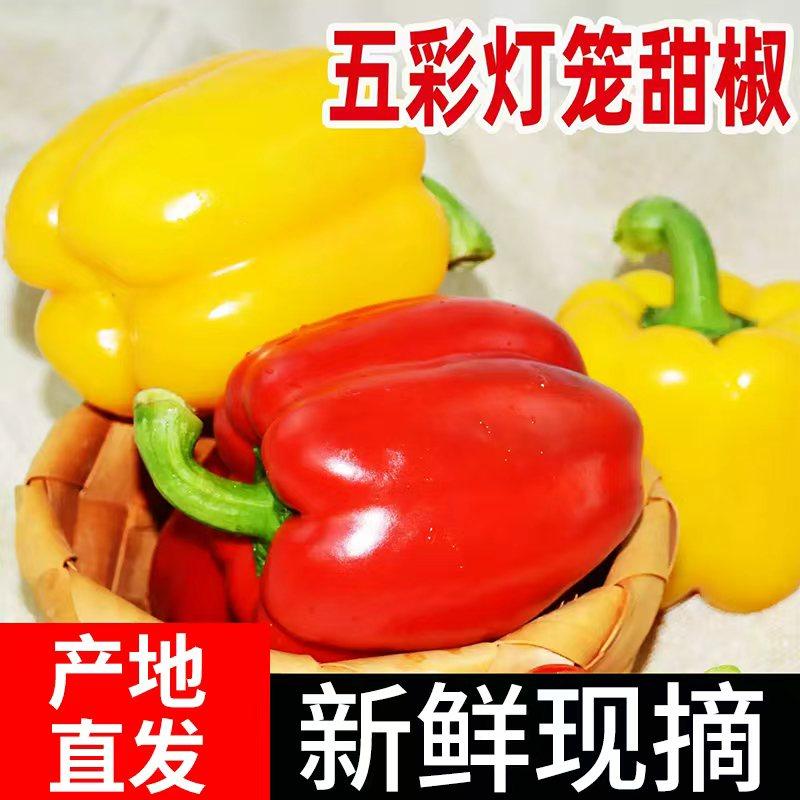 寿光五彩甜椒生吃水果彩椒青椒红黄绿圆椒辣椒新鲜现摘当季蔬菜,淘宝优惠券,粉丝福利购,淘宝优惠卷