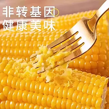 【220g*8支】正宗东北黄糯玉米香甜糯[8元优惠券]-寻折猪