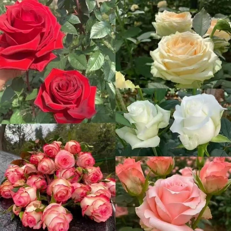 正宗玫瑰花苗老桩开花月季花卉四季阳台老根盆栽庭院耐寒多色,淘宝优惠券,粉丝福利购,淘宝优惠卷