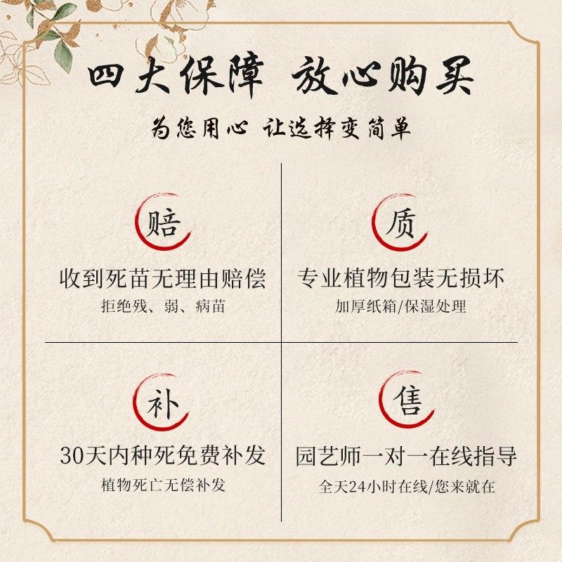 带盆栽好名贵兰花苗带花芽精品墨兰室内好养浓香年宵花卉绿植盆栽,淘宝优惠券,粉丝福利购,淘宝优惠卷