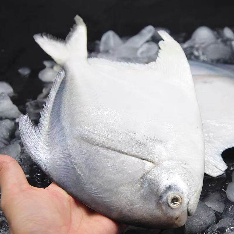 野生银鲳鱼鲳鱼新鲜海捕大鲳鱼冷冻海产海鲜批发生鲜深海年货节,淘宝优惠券,粉丝福利购,淘宝优惠卷