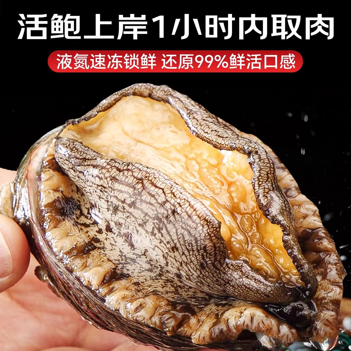 鲍鱼肉鲜活冷冻新鲜特大去壳小鲍鱼捞饭海鲜水产鱼商用,淘宝优惠券,粉丝福利购,淘宝优惠卷