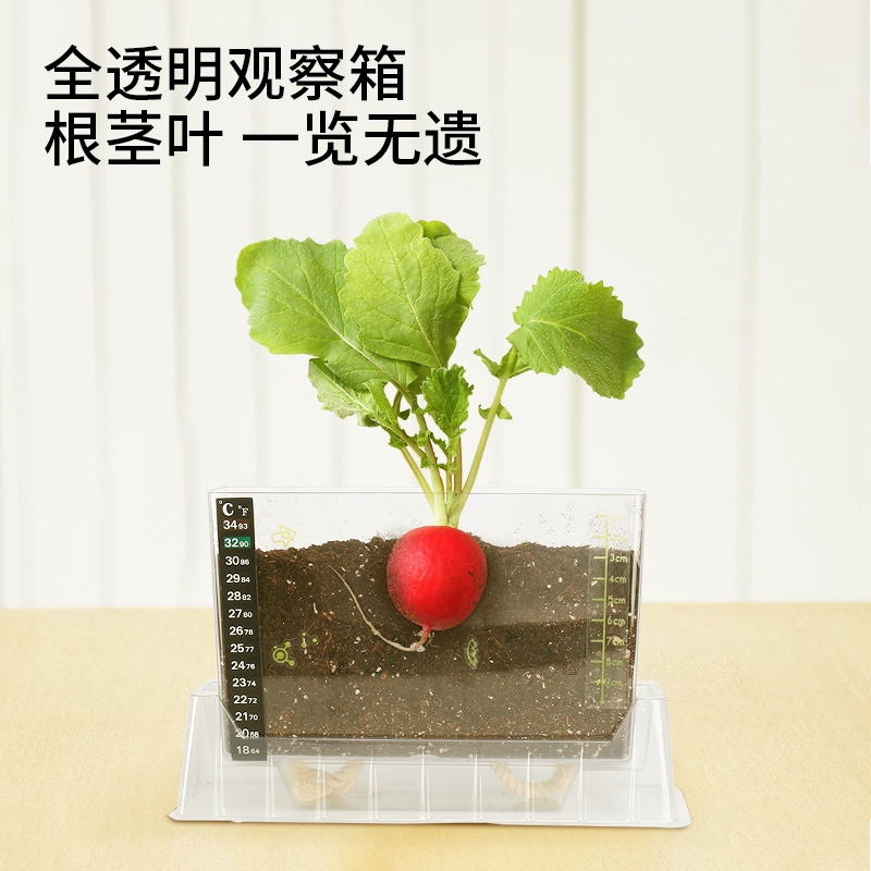 阳光房种植种菜植物生长观察盒学生物玩具儿童科学小实验套装材料-图1