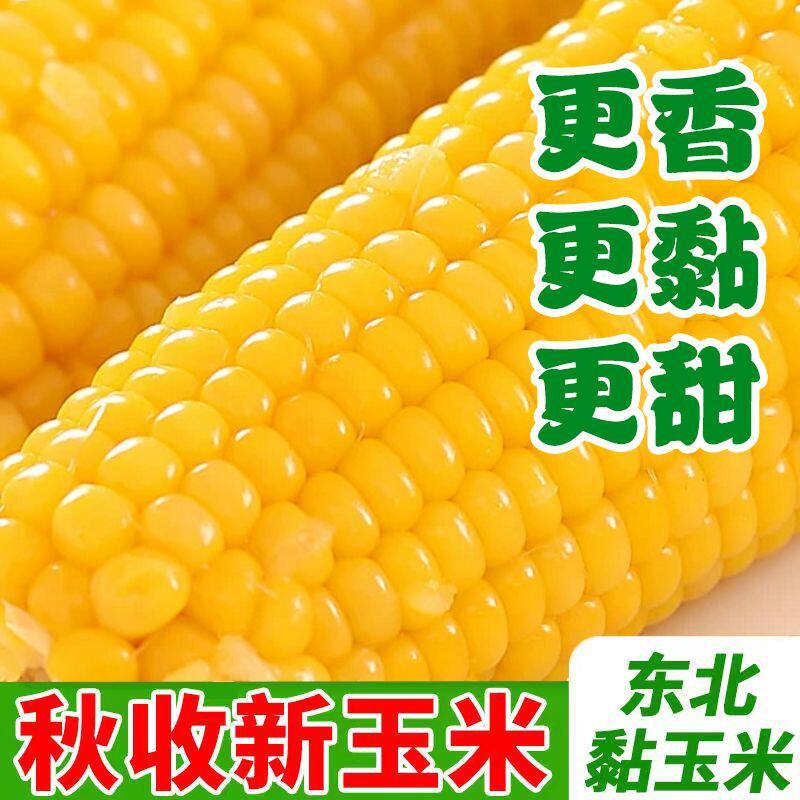 正宗东北新鲜黄糯玉米软糯拉丝真空包装寒地黑土一季真空装香甜