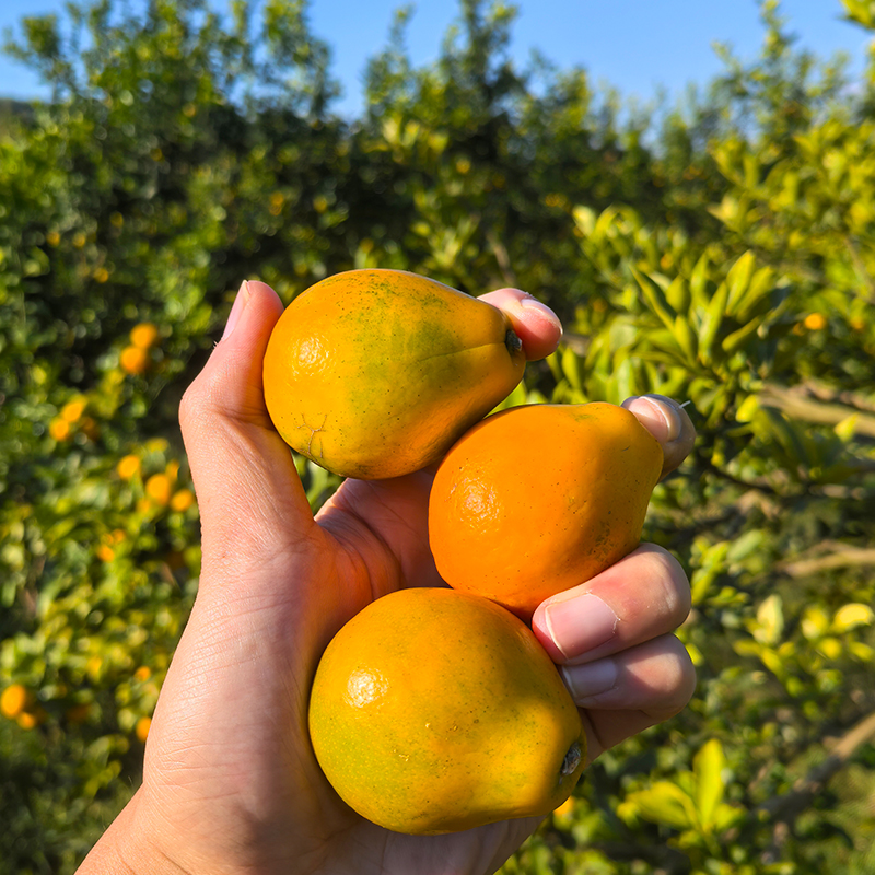 【精品果】正宗脆蜜金柑第三代纯甜融安金桔现摘现发新鲜水果顺丰 - 图0