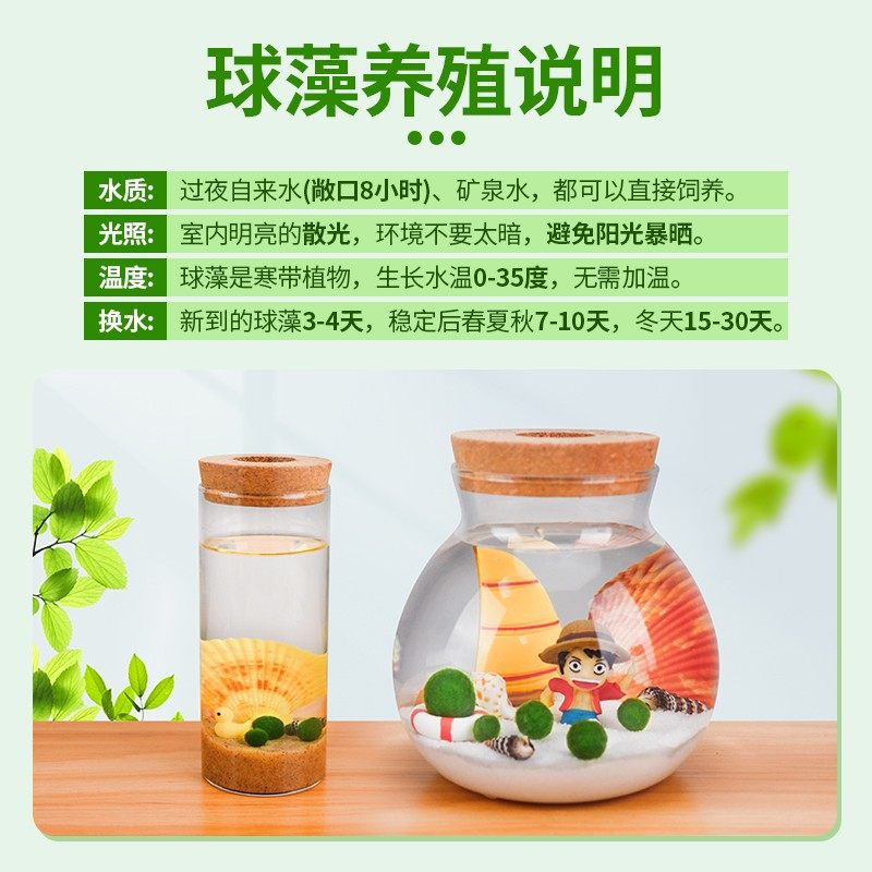 马里莫海藻球微景观生态瓶鱼缸室内桌面水培创意迷你植物水生球藻,淘宝优惠券,粉丝福利购,淘宝优惠卷
