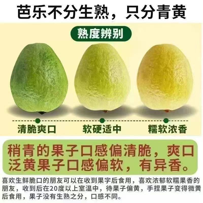 新鲜现摘白心奶油芭乐水果软心番石榴水果软糯香甜当季整箱包邮,淘宝优惠券,粉丝福利购,淘宝优惠卷