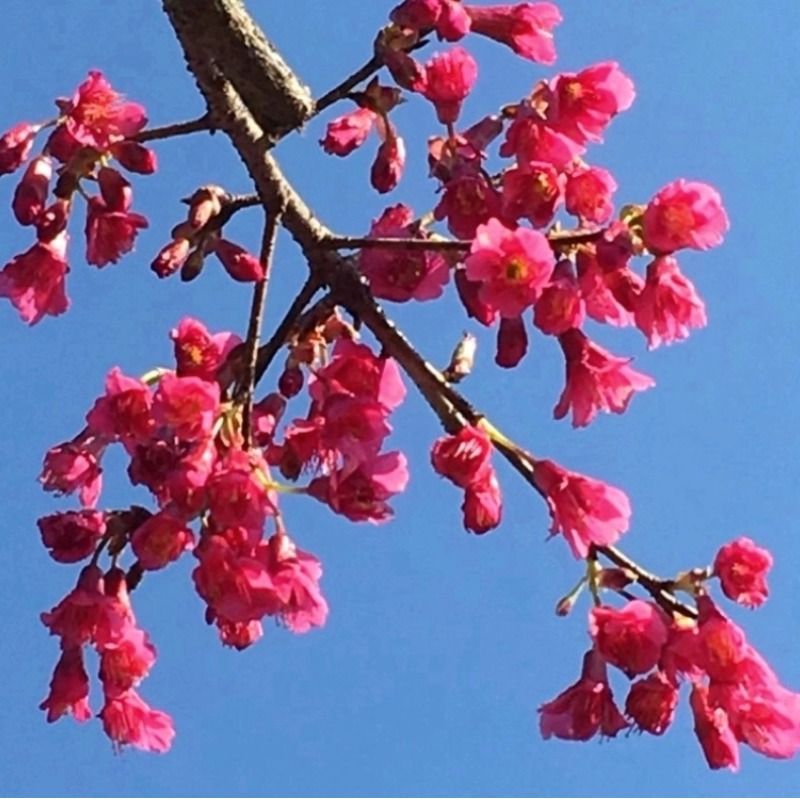 正宗中国红樱花 樱花苗 庭院绿化日本樱花苗 樱花树苗 晚樱嫁接苗 - 图0