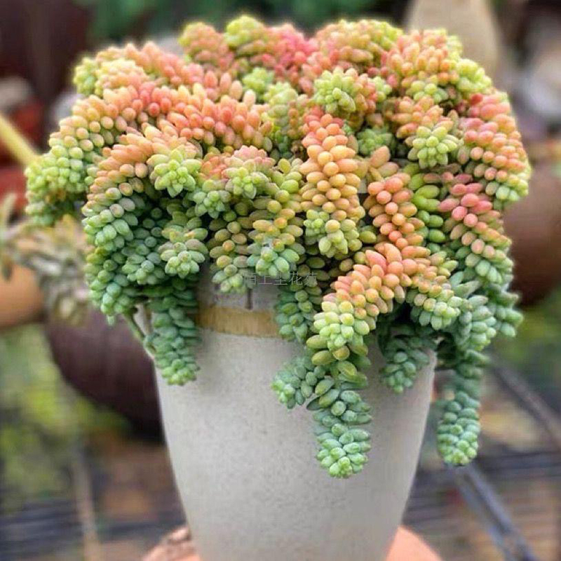 多肉植物组合精品套餐盆栽好养花卉懒人绿植物大颗玉露品种阳台